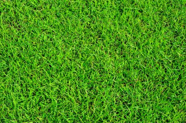 Yeşil çimen alanı arkaplanı