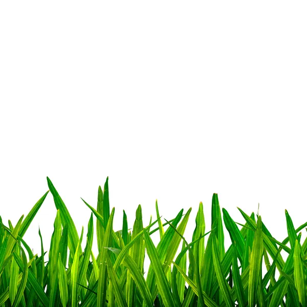 Green grass background — Stock Photo, Image