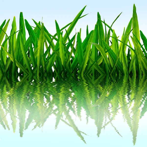 Green grass background — Stock Photo, Image