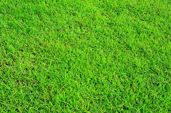 Grama verde campo fundo — Fotografia de Stock