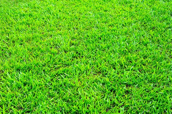 Green grass field background — Stock Photo, Image