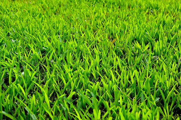 Yeşil çimen alanı arkaplanı — Stok fotoğraf