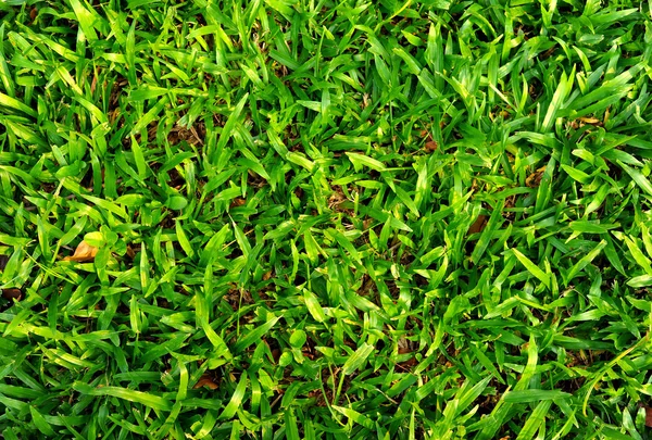 Grama verde campo fundo — Fotografia de Stock