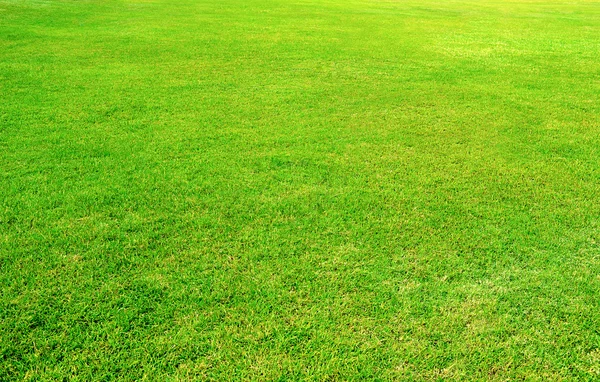 Zielona trawa tło pola — Zdjęcie stockowe