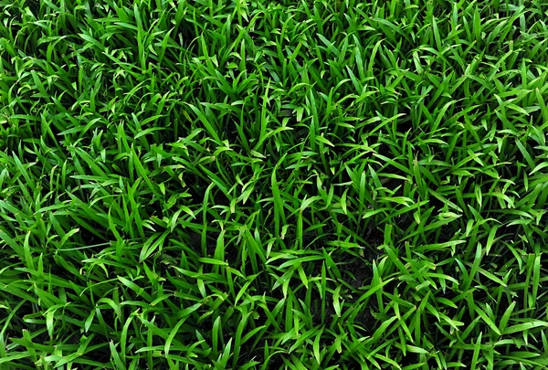 Pozadí pole zelené trávy — Stock fotografie