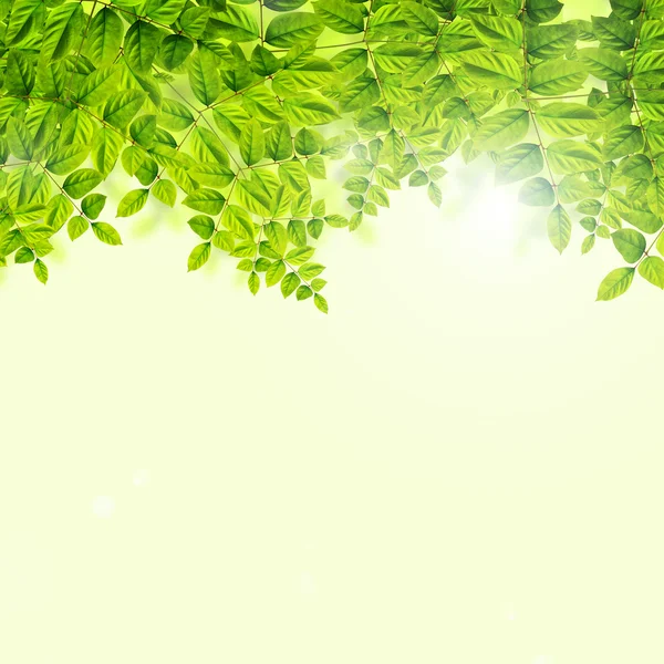 Fundo de folhas verdes frescas — Fotografia de Stock