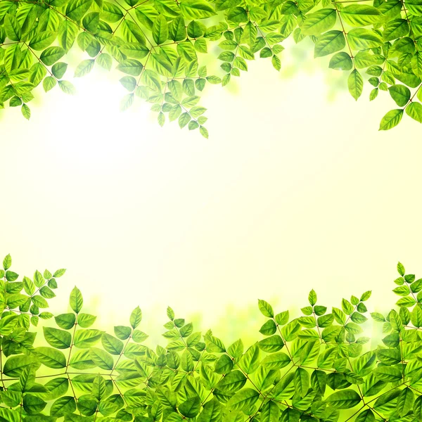 Fresh Green leaves background — Stock Photo, Image