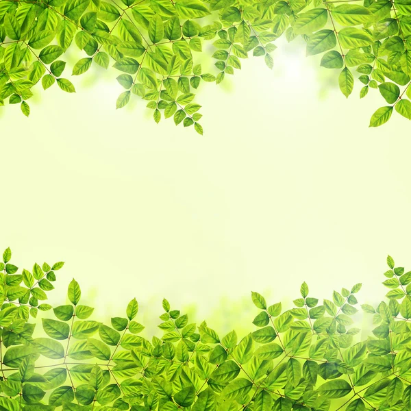 Fresh Green leaves background — Stock Photo, Image