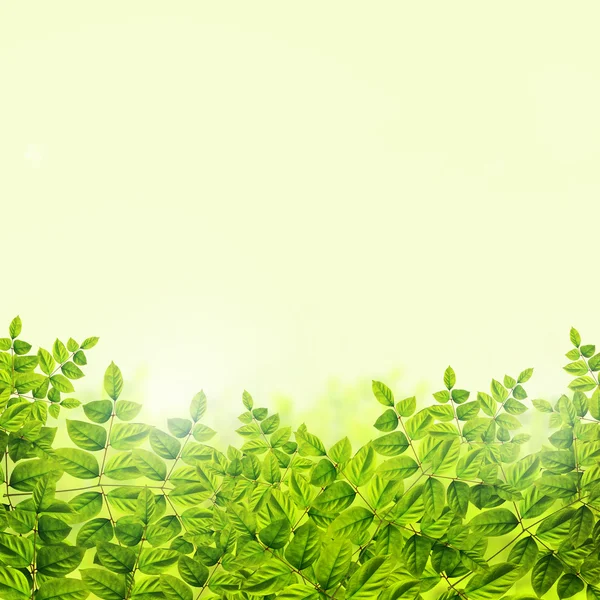 Färska gröna blad bakgrund — Stockfoto