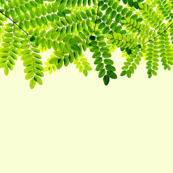 Fresh Green leaves background — Stock Photo, Image