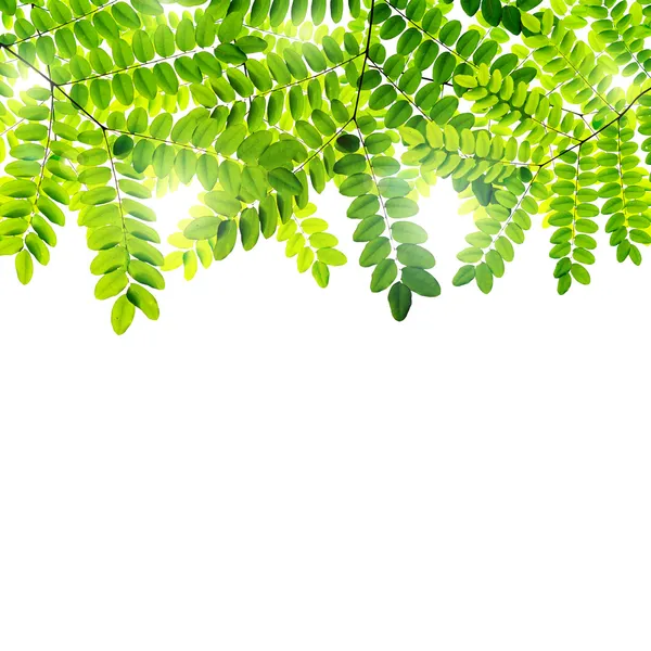 Fresh Green leaves background — Stock Photo, Image