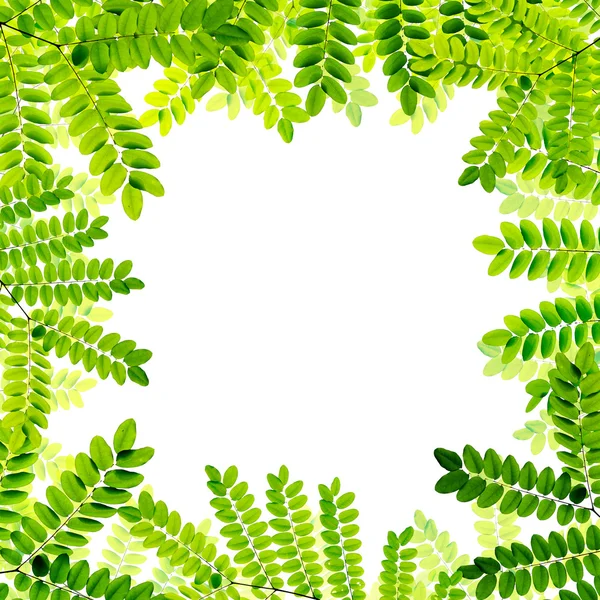 Fresh Green leaves background — Stock Photo, Image