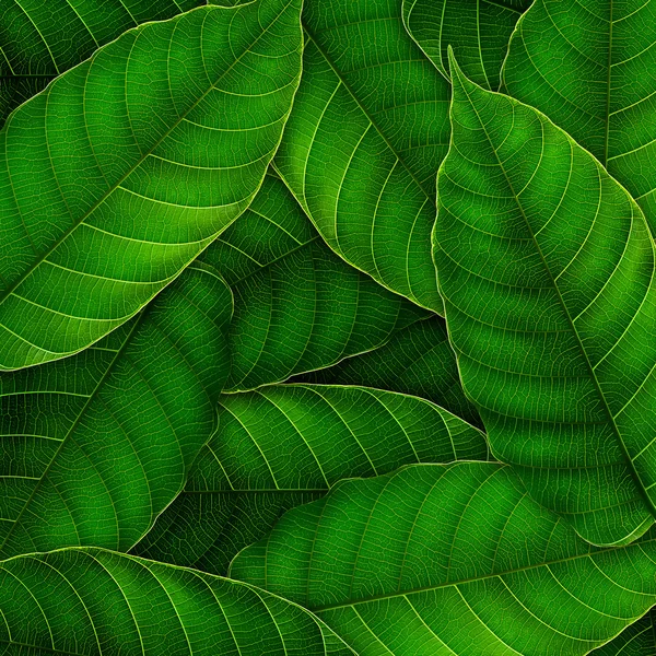 Green leaves background — Stock Photo, Image