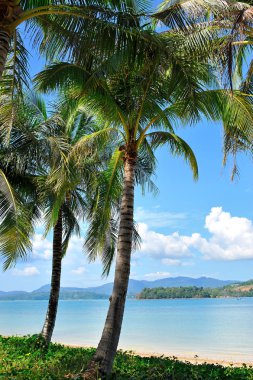 phuket, Tayland, palmiye ağaçları ile tropikal plaj