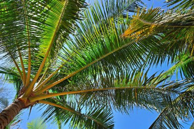 phuket, Tayland, palmiye ağaçları ile tropikal plaj