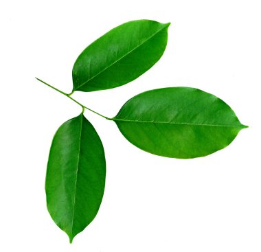 Taze yeşil yapraklar arka plan