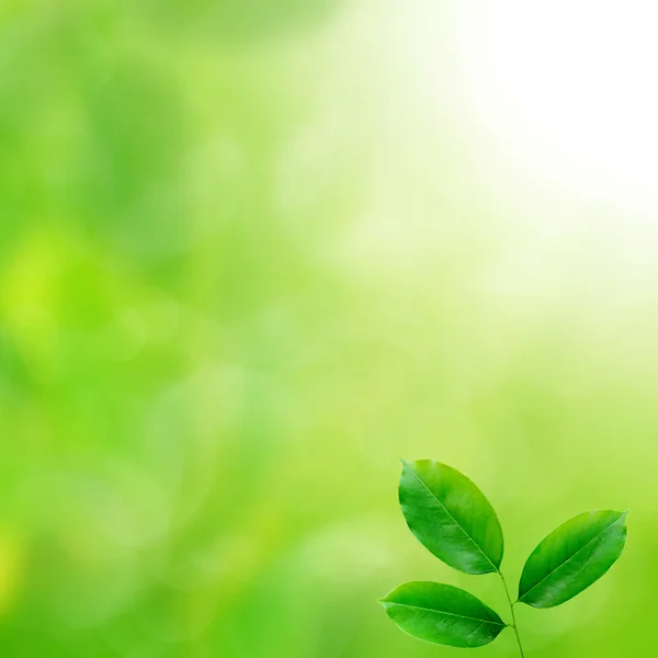 Fresh Green leaves background — Stock Photo, Image