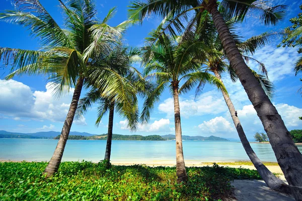 Tropisch strand Stockfoto