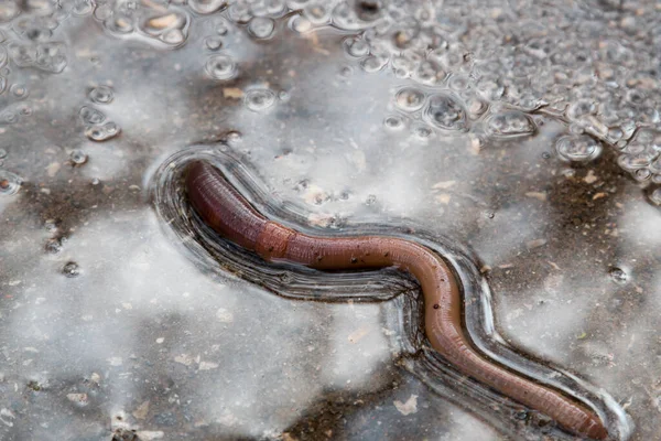 Verme terrestre na poça de asfalto molhada Crassiclitellata closeup após a chuva — Fotografia de Stock