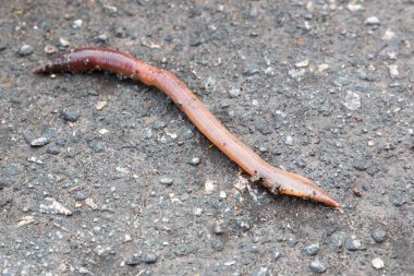 Islak asfalt su birikintisindeki yer solucanı yağmurdan sonra Crassiclitellata kapanıyor