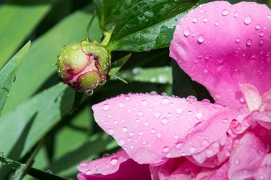 Yağmurdan sonra su damlalarında pembe şakayık ve tomurcuk