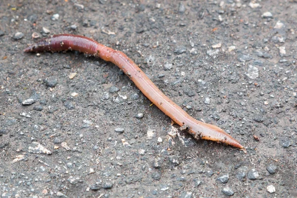 Verme terrestre na poça de asfalto molhada Crassiclitellata closeup após a chuva — Fotografia de Stock