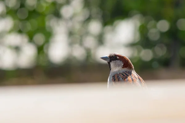 Le moineau de la ville regarde par derrière l'abri, la tête est proche — Photo