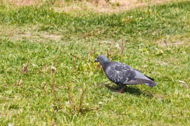Bir kaya güvercini yeşil bir parkta taze kesilmiş çimlerin üzerinde yürüyor.