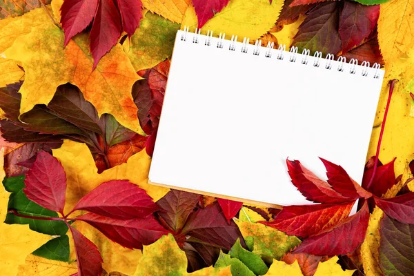 Jesienny Tło Biały Liść Dla Napis Miejsce Tekst Nastrój Jesieni Obraz Stockowy