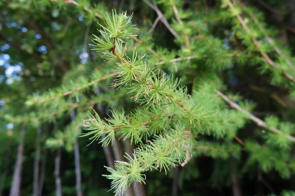 Fotos Nature — Stock Photo, Image