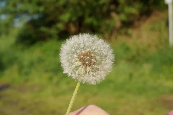 My fotos from Nature