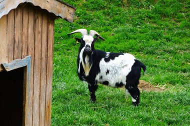 Seyahatlerim, doğa ve hayvan fotoğraflarım.