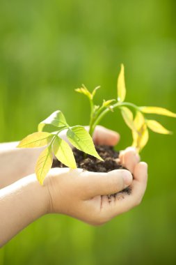 Young plant against green background clipart
