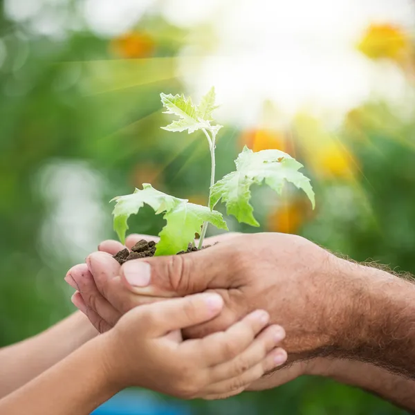 Young plant against green background — Stock Photo, Image