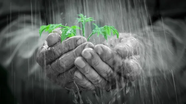 在雨中的年轻植物 — 图库照片