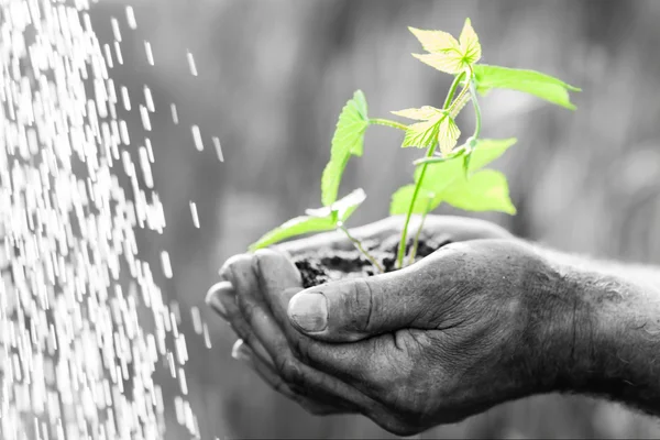 Jonge, groene plant in handen — Stockfoto