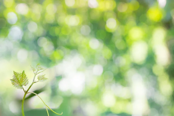 緑の背景に対して若い植物 — ストック写真