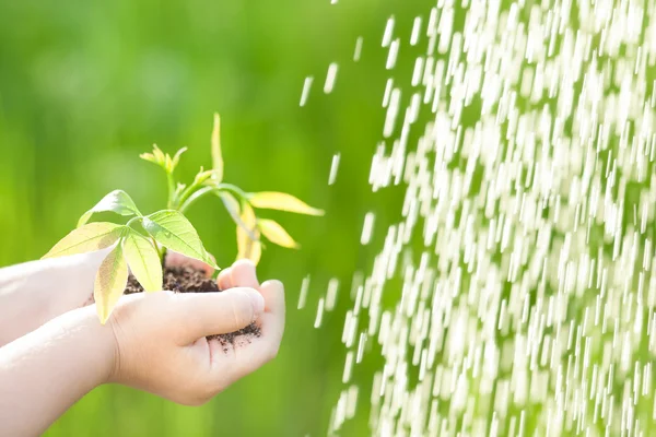 Jovem planta contra fundo verde — Fotografia de Stock