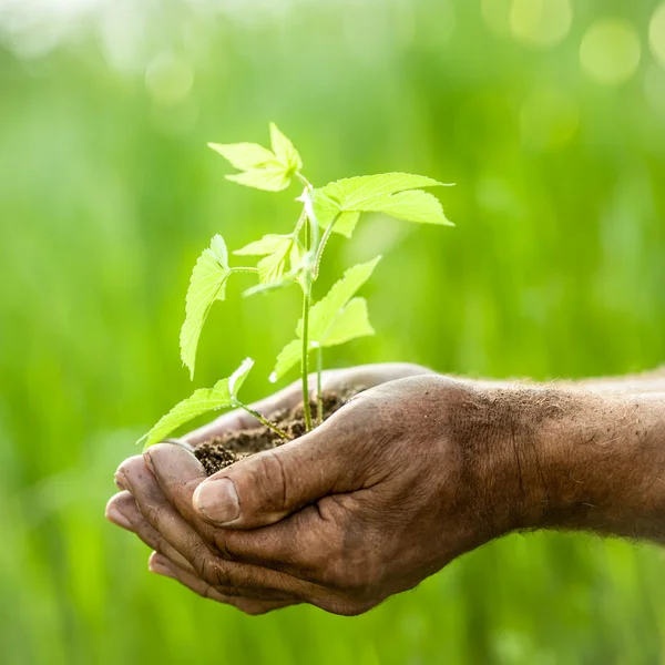 Young plant against green background — Stock Photo, Image