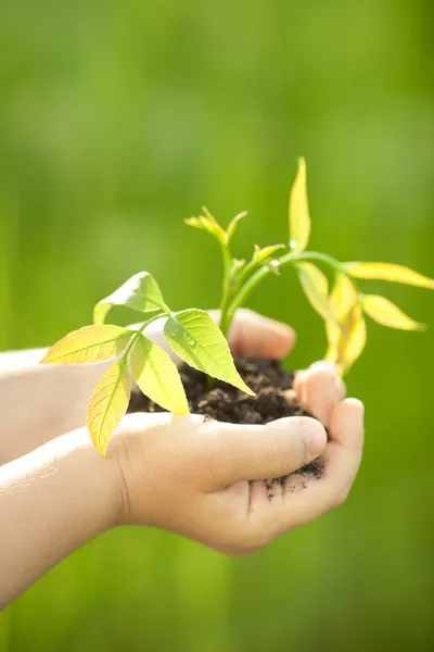 Young plant against green background Royalty Free Stock Images