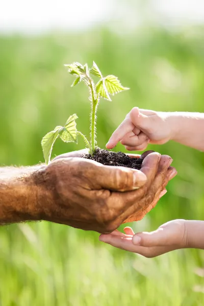 Young green plant against spring background Royalty Free Stock Photos