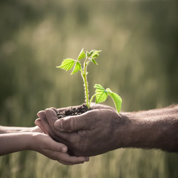 áˆ Planting Trees Stock Pictures Royalty Free Tree Planting Photos Download On Depositphotos