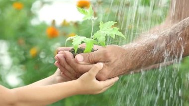 çocuk ve yaşlı adam genç bitki bahar yeşil arka planı tutan eller. Ekoloji kavramı