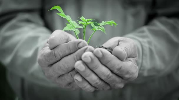 Velhos homens mãos segurando planta jovem verde. Conceito de ecologia — Vídeo de Stock