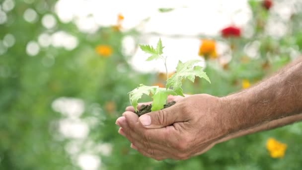 Manos de niño y hombre mayor sosteniendo planta joven sobre fondo verde primavera. Primer plano. — Vídeos de Stock