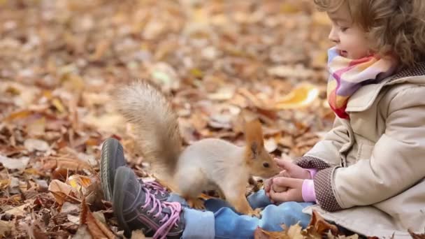 Σκίουρος λαμβάνοντας ένα καρύδι από λίγο τα χέρια κορίτσια — Αρχείο Βίντεο