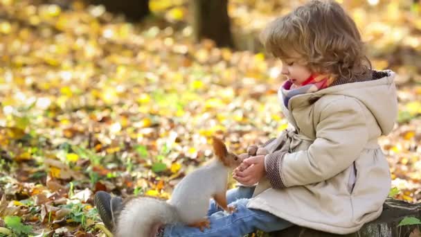 Squirrel taking a nut from little girls hands — Stock Video