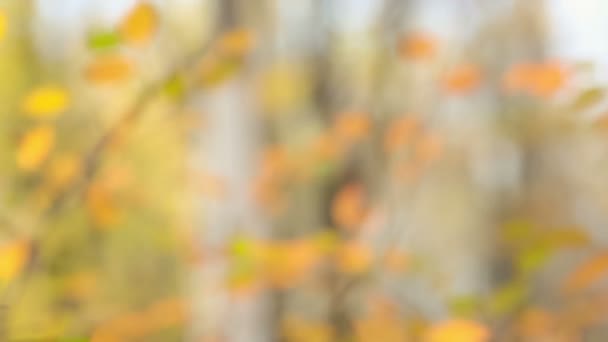 fond de feuilles jaunes défocalisées 