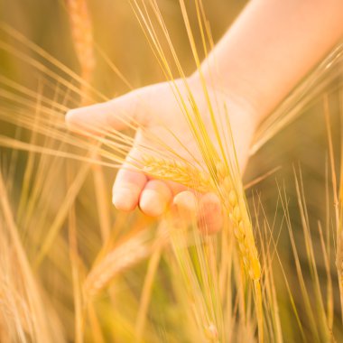 buğday tutan eli. portre