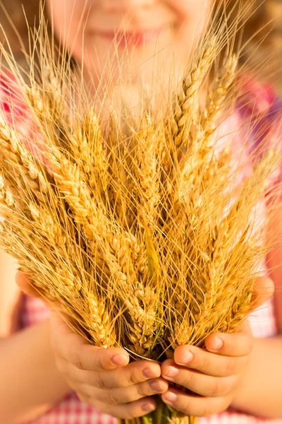 Yellow wheat ears in hands — Stock Photo, Image